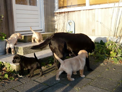 Foto bij Puppy investigations