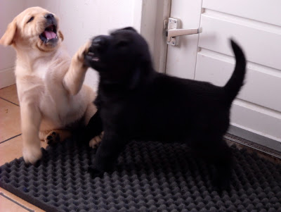 Foto bij Puppy investigations