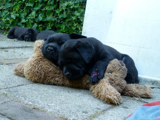 Foto bij The Nanny