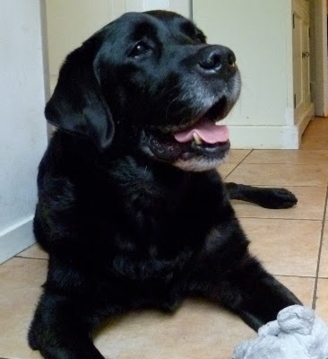 Foto bij Onze eigen George