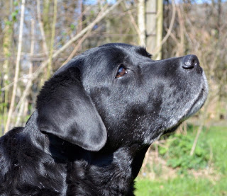 Foto bij Ollie 13 jaar!