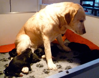 Foto bij With a Little Help