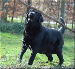 Foto bij Bisou omhelst het moederschap
