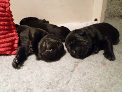 Foto bij Coup de Coeur: Rosie's C-nest