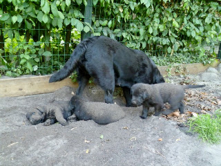 Foto bij Buitenleven