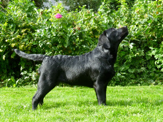 Foto bij Of blogs and dogsz