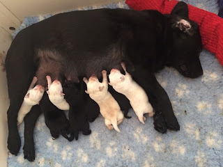 Foto bij Bootsz' Babyboom
