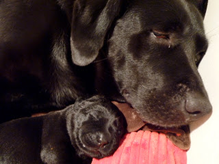Foto bij Rosie Nosy