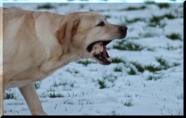 Foto bij Let it SNOW!