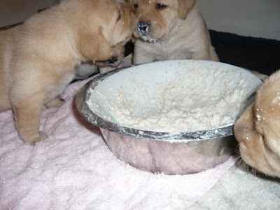 Foto bij Pret met Pap
