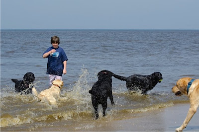 Foto bij Jaarlijkse Stranddag