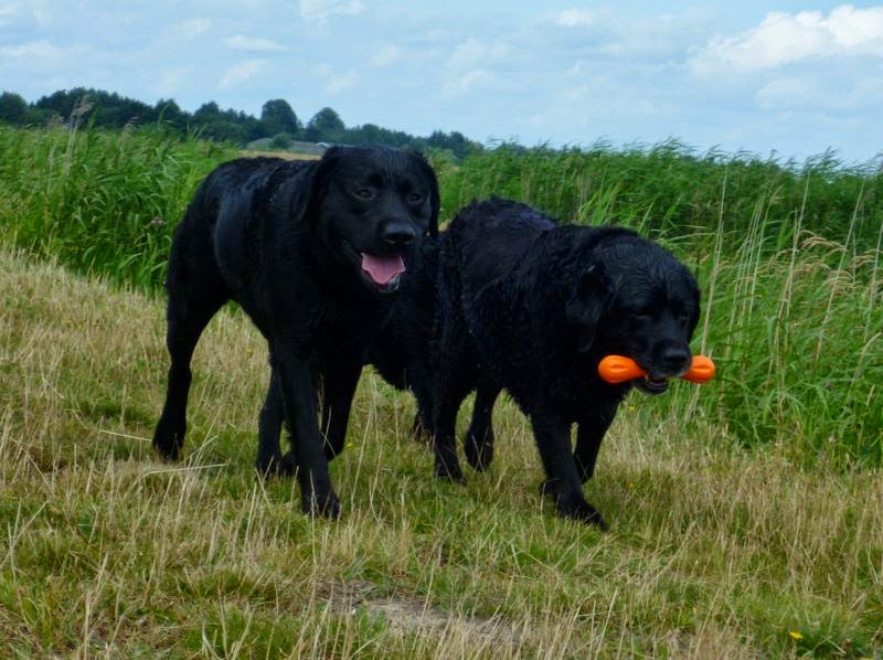 Foto bij Ollie 27 november 2000 - 30 mei 2014