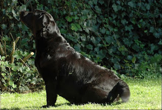 Foto bij Puppies bij donderslag!