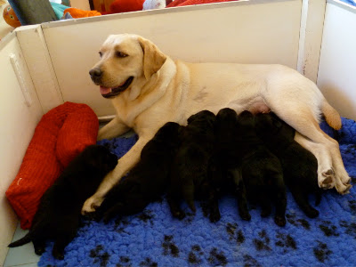 Foto bij Baguette et ses 6 petits pains