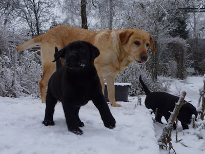 Foto bij Meet Rosie's gang