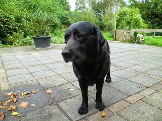 Foto bij Cato in vol ornaat
