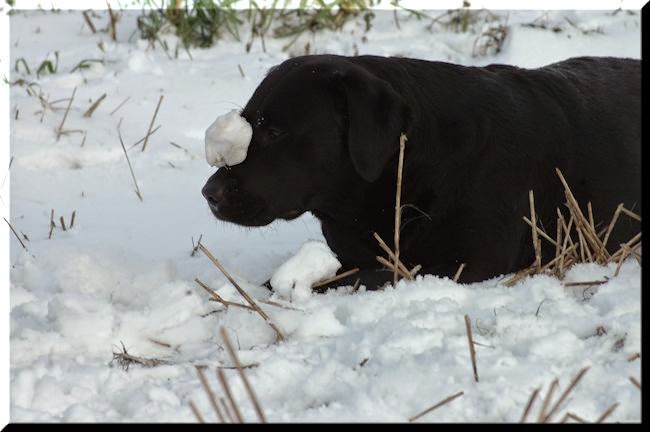 Foto bij Let it SNOW!