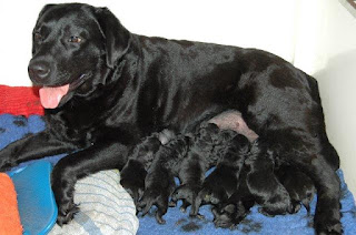 Foto bij Puppies bij donderslag!