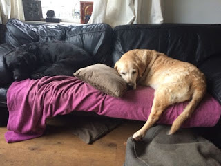 Foto bij Feest Beesten