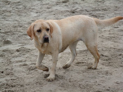 Foto bij Noordwijk aan ZEEEEEEEEEEEEEEEEEEEEEEEEEE!