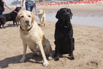 Foto bij Jaarlijkse Stranddag
