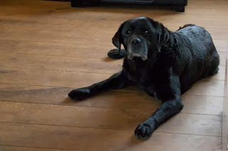 Foto bij Ollie 13 jaar!