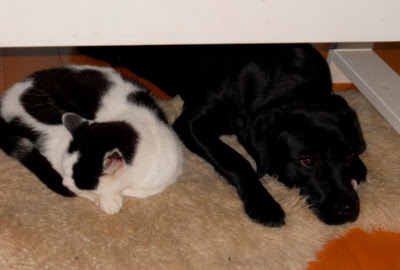 Foto bij Broertjes en Zusjes!
