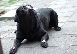 Foto bij Gewoon Bijzonder