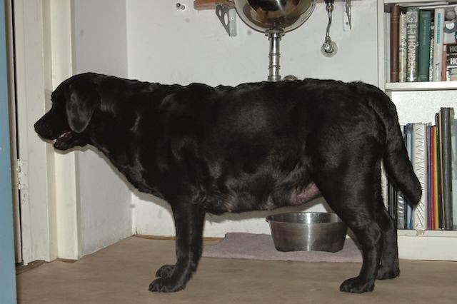 Foto bij MamaLou
