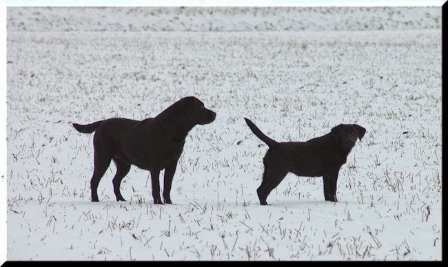 Foto bij Let it SNOW!