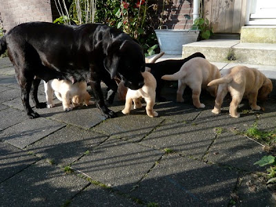 Foto bij Puppy investigations