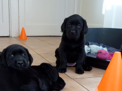 Foto bij Meet Rosie's gang