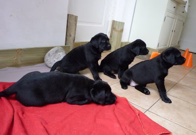 Foto bij Meet Rosie's gang