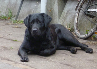 Foto bij Bibi: Our Girl on Fire