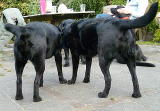 Foto bij Hongerige Wolf