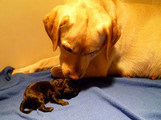 Foto bij Als warme broodjes: Baguette's H-nest is geboren!