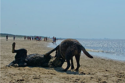 Foto bij Jaarlijkse Stranddag