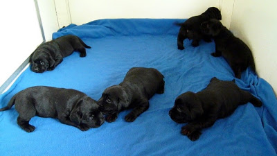 Foto bij Papkindjes