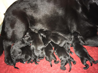 Foto bij Wishstone's Baby Boom!