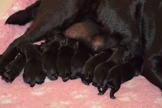 Foto bij Bibelotjes!!!