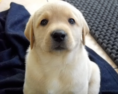 Foto bij Puppy investigations