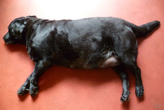 Foto bij Cato in vol ornaat