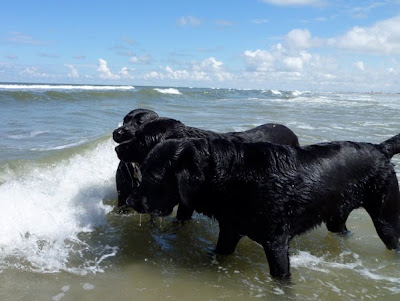 Foto bij Een dagje naar het strand