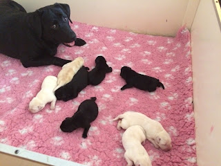 Foto bij Bootsz' Babyboom