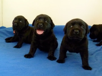Foto bij Papkindjes