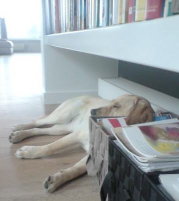 Foto bij C-nest van Janet en Sailor 1 jaar!