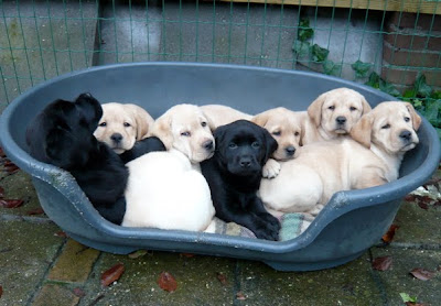 Foto bij A bouncy bunch!