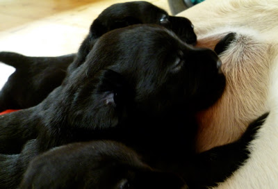 Foto bij Papkindjes