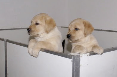 Foto bij Puppy Rituals...