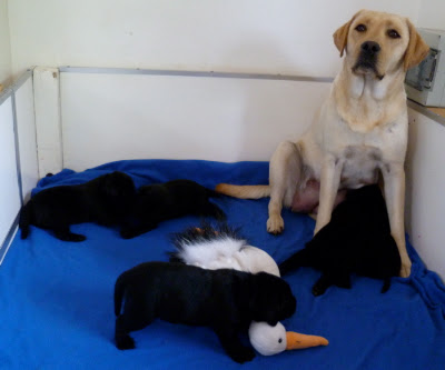 Foto bij Papkindjes